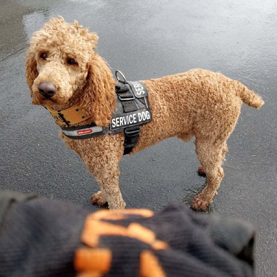Board and train dog in service vest