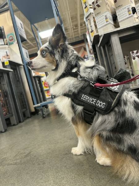 Focused limited-capacity care dog